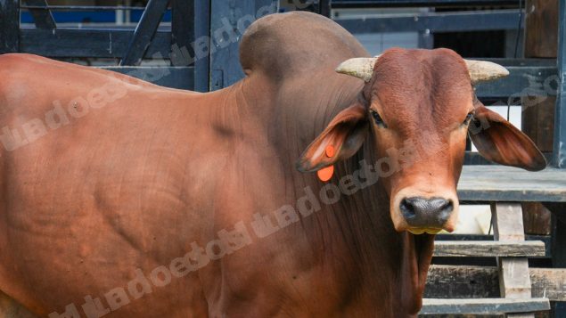 Lote em leilao em Brasil - Lote 942