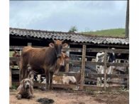 Terreno em leilao em Santa Bárbara/MG