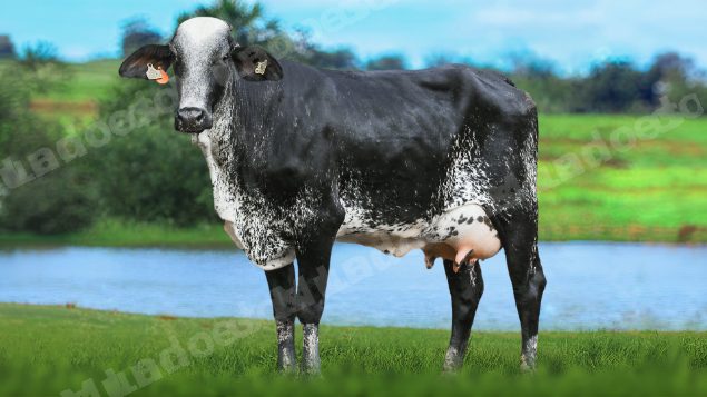 Lote em leilão em Brasil