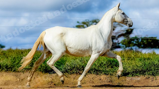 Lote em leilao em Brasil