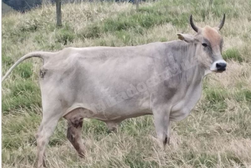 Animais em leilão em Romelândia/SC