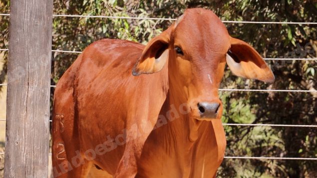 Lote em leilao em Planaltina/GO