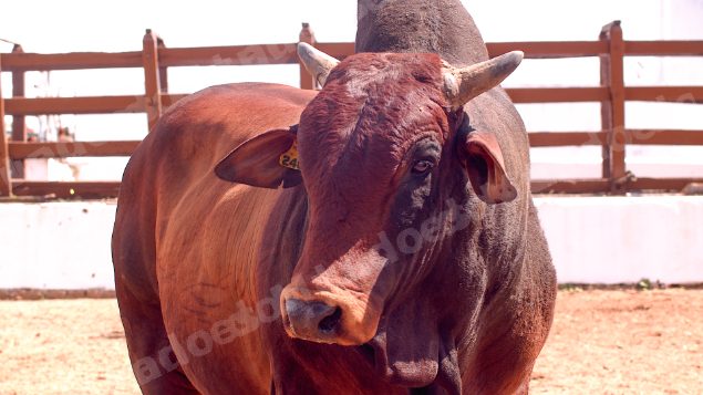 Lote em leilao em Brasil