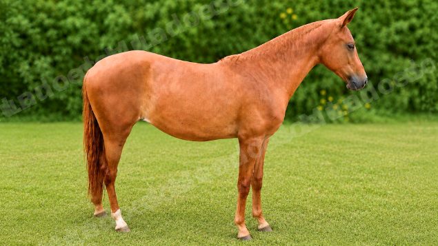 Lote em leilão em Brasil - Lote 336