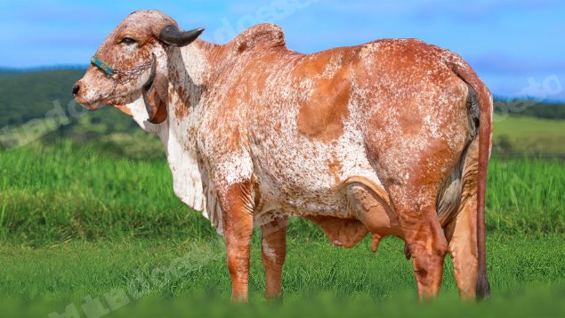 Lote em leilao em Brasil