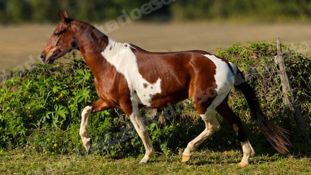 Lote em leilao em Brasil