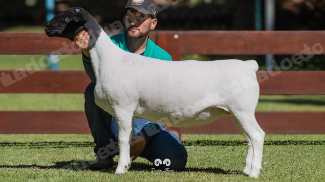 Lote em leilao em Brasil
