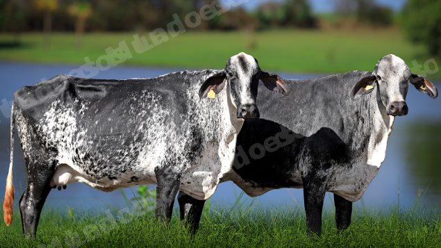 Terreno em leilao em Água Comprida/MG - Lote 27