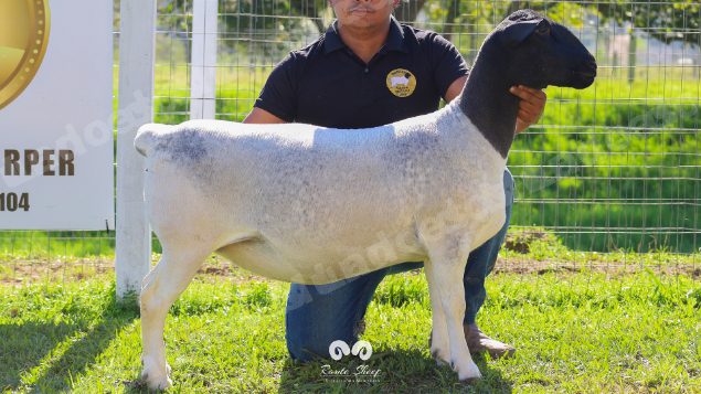 Lote em leilao em Brasil