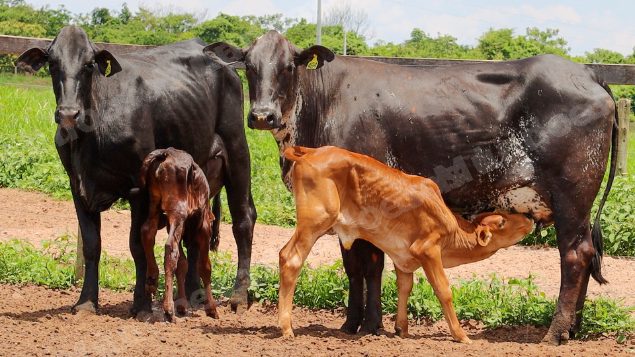 Lote em leilão em Jataí/GO - Lote 28
