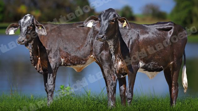 Lote em leilao em Carmo da Mata/MG
