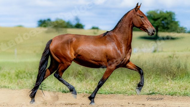 Lote em leilao em Brasil
