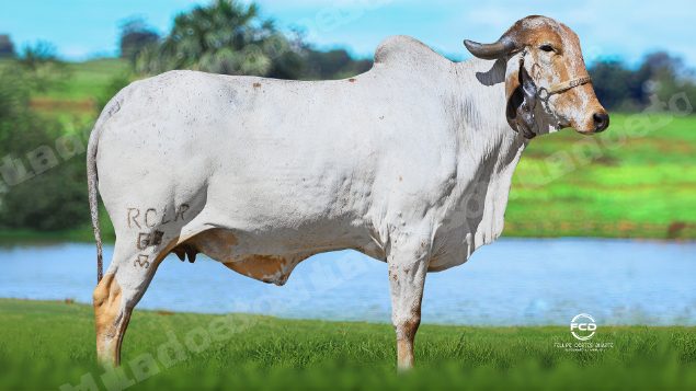 Lote em leilao em Bicas/MG