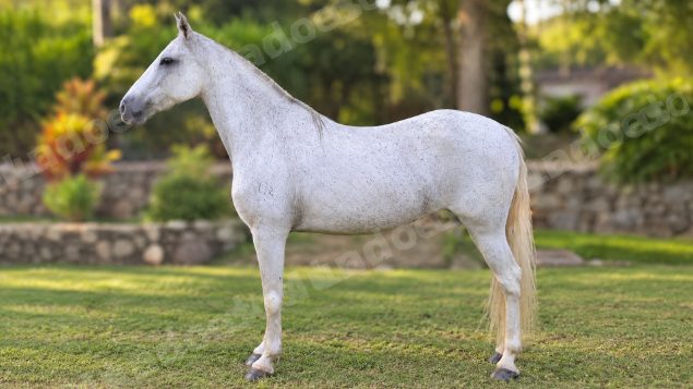 Lote em leilão em Brasil - Lote 338