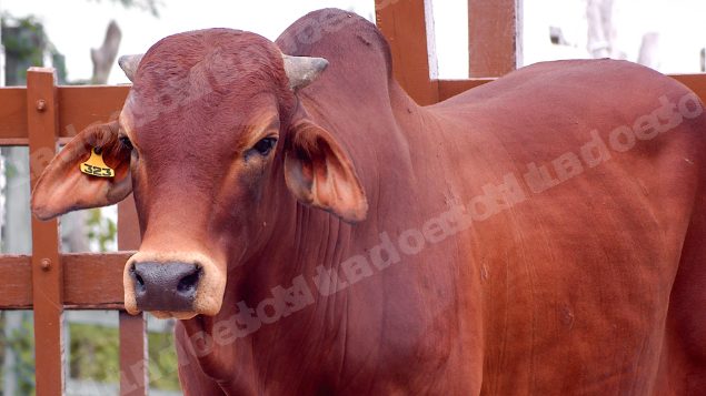 Lote em leilao em Brasil