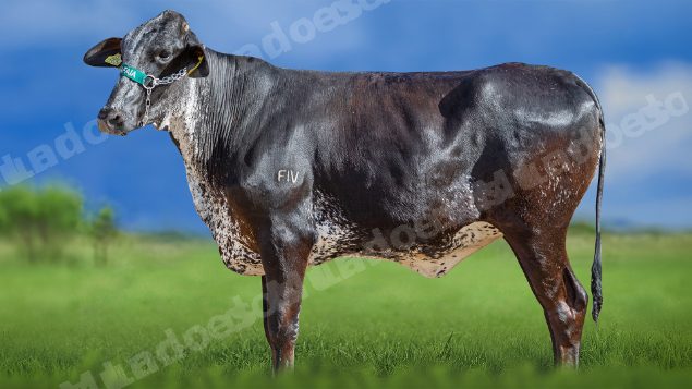 Lote em leilao em Miradouro/MG