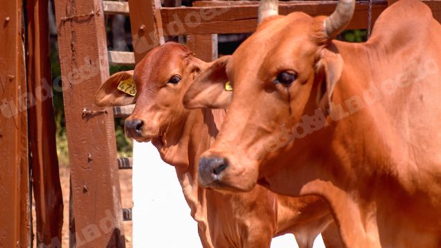Lote em leilao em Brasil