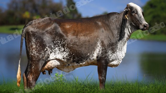 Lote em leilao em Água Comprida/MG - Lote 12