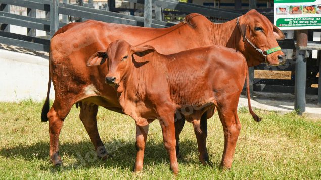 Lote em leilao em Brasil - Lote 972