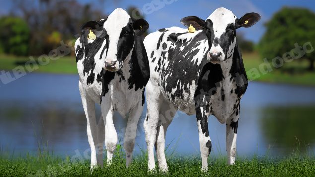 Lote em leilao em Carmo da Mata/MG