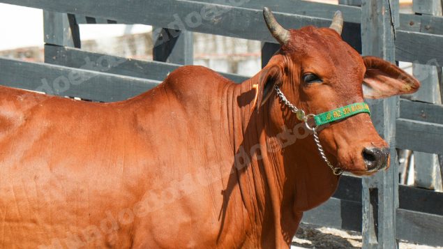 Lote em leilao em Brasil - Lote 974