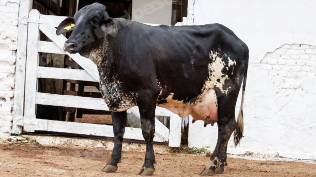 Lote em leilao em Silveiras/SP