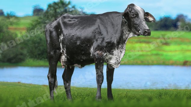 Lote em leilão em Brasil