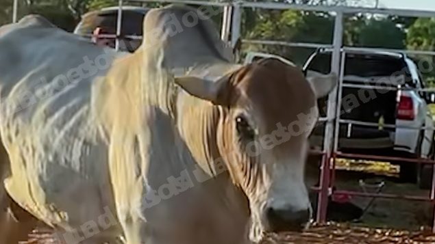 Lote em leilao em Sabino/SP