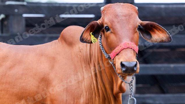 Lote em leilao em Brasil
