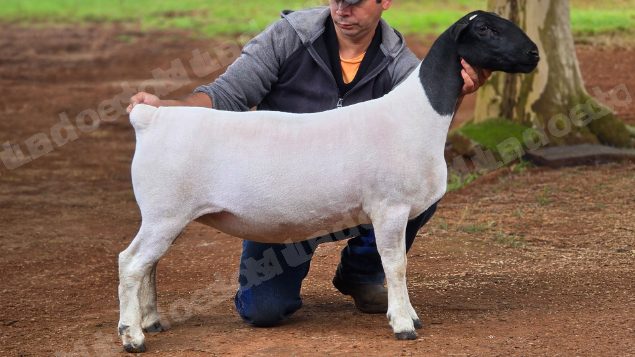 Lote em leilao em Brasil