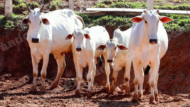 Lote em leilao em Pratápolis/MG