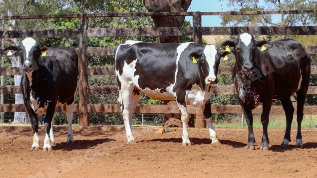 Lote em leilao em Cristalina/GO