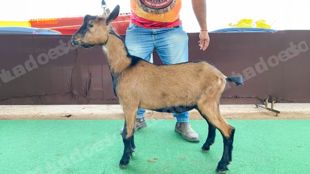 Animais em leilão em Brasil - Lote 10