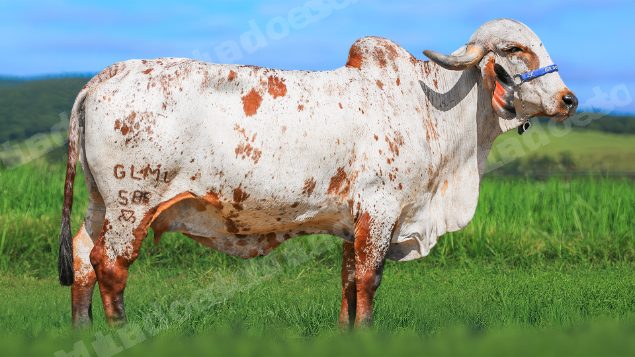 Lote em leilao em Brasil