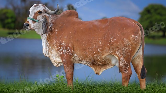 Lote em leilao em Carmo da Mata/MG