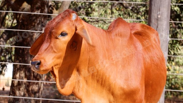 Lote em leilao em Planaltina/GO
