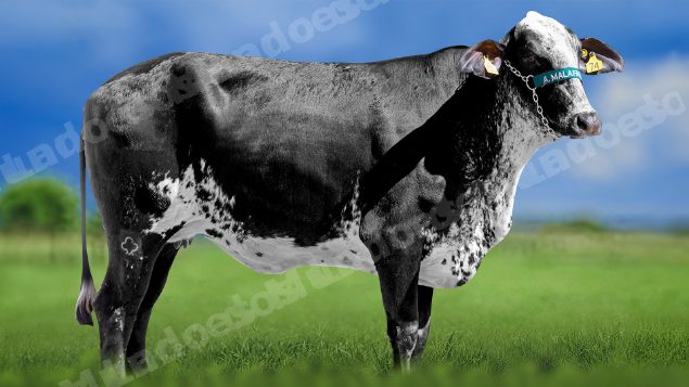 Lote em leilao em Miradouro/MG