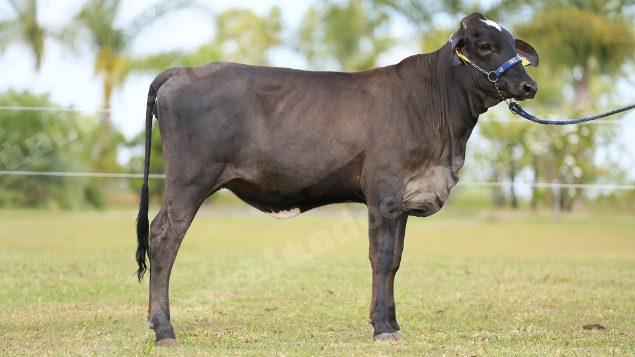 Lote em leilao em Brasil