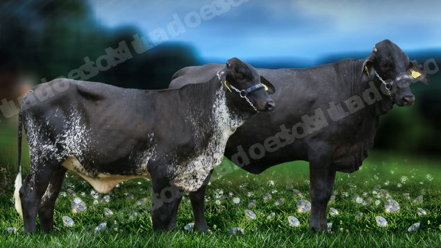 Lote em leilão em Brasil - Lote 86