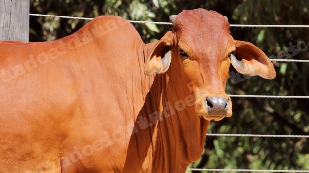Lote em leilao em Planaltina/GO