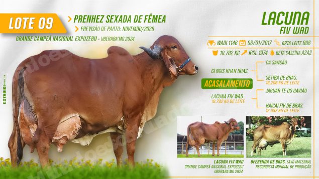 Lote em leilão em Jales/SP - Lote 19