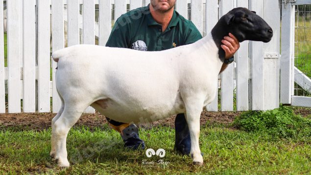Lote em leilao em Brasil