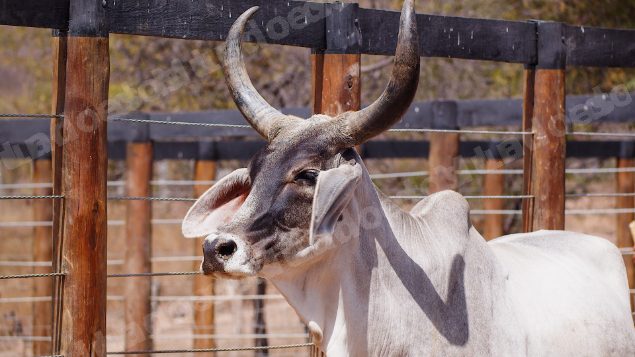 Lote em leilao em Santa Luzia/PB