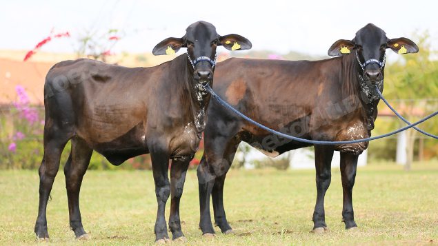 Lote em leilao em Brasil