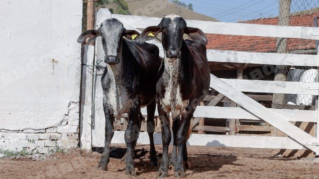 Lote em leilao em Silveiras/SP