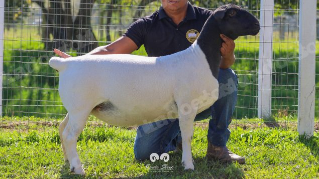 Lote em leilao em Brasil