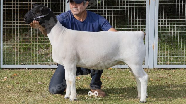 Lote em leilao em Brasil