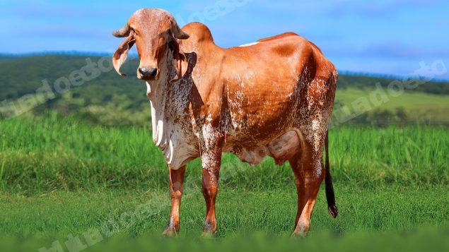 Lote em leilao em Álvares Florence/SP