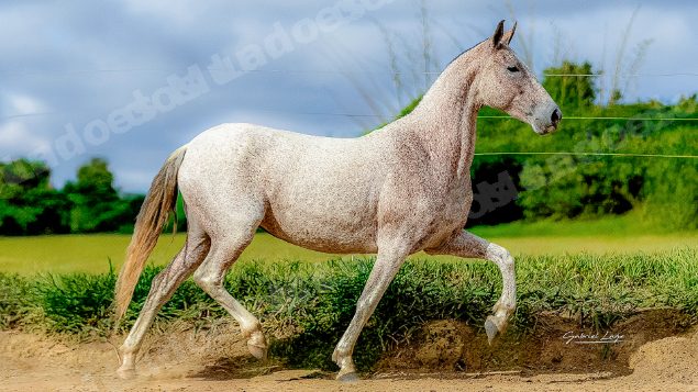 Lote em leilao em Brasil