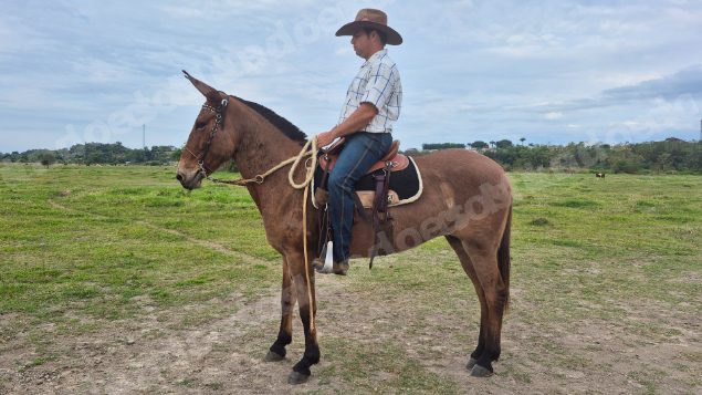 Lote em leilão em Brasil - Lote 343